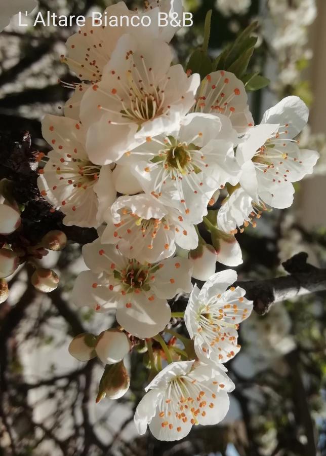 B&B L'Altare Bianco Vieste Kültér fotó