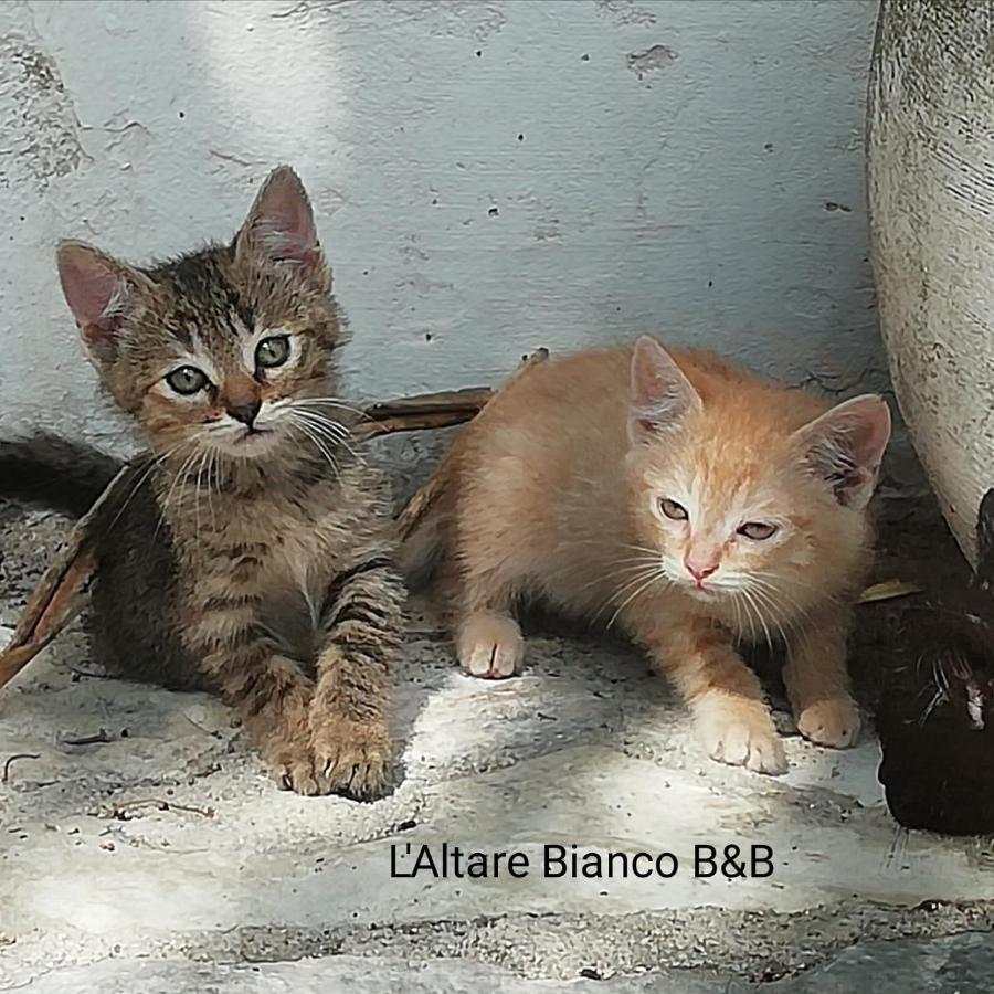 B&B L'Altare Bianco Vieste Kültér fotó